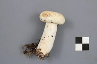 Lactarius deceptivus image